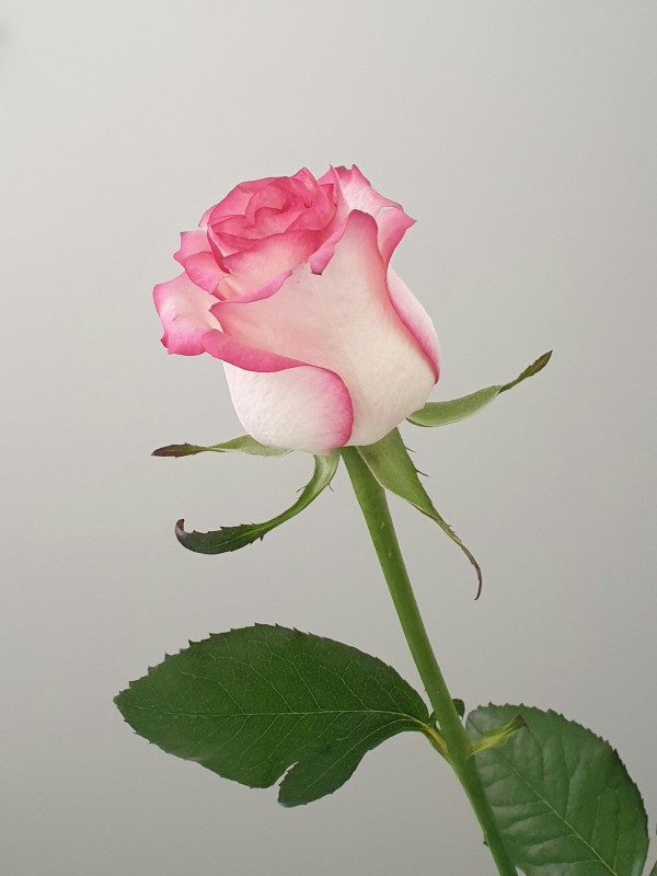 Floristería profesional